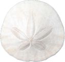 sand dollar